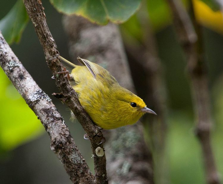 Maui 'alauahio Maui Forest Bird Recovery Project NonNative Forest Use