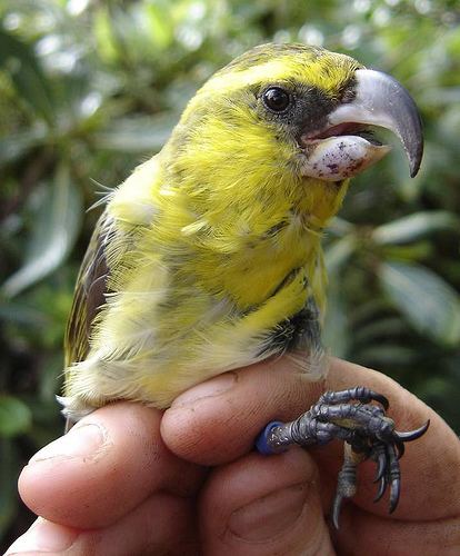 Maui parrotbill Maui Forest Bird Recovery Project Kiwikiu Maui Parrotbill