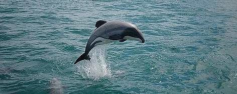 Maui's dolphin Mui dolphin WWF