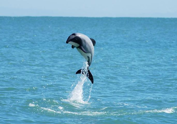 Maui's dolphin LAST CHANCE TO SAVE THE WORLD39S LITTLEST DOLPHIN Medicine Hunter