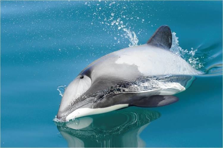 Maui's dolphin Take Action Hector39s and Maui39s Dolphin SOS