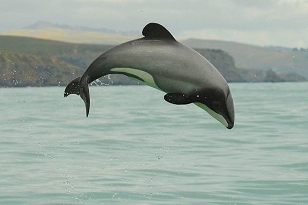 Maui's dolphin Endangered Species Spotlight Maui Dolphin MOPTOG