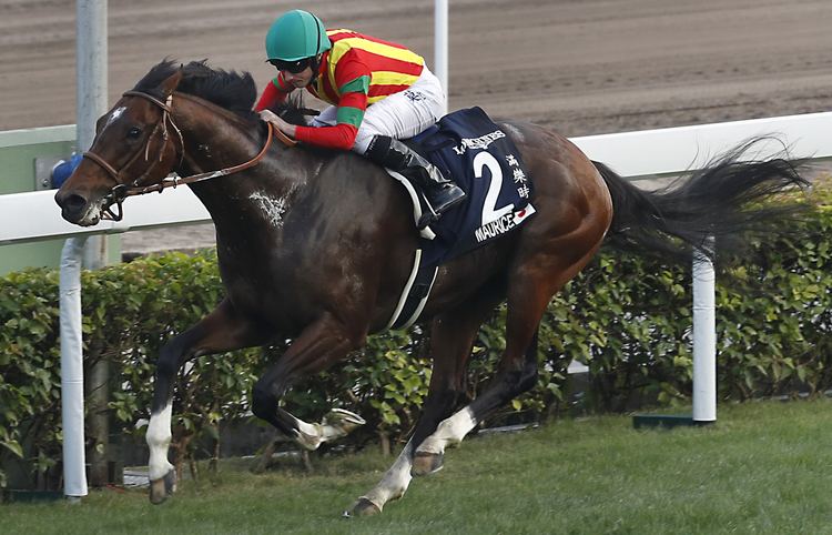 Maurice (horse) Star Japanese horse Maurice clinches Hong Kong Cup The Japan Times