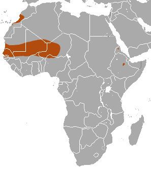 Mauritanian shrew