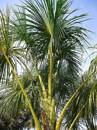 Mauritia flexuosa Mauritia flexuosa Palmpedia Palm Grower39s Guide