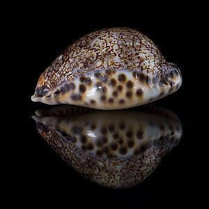 Mauritia (gastropod) httpsuploadwikimediaorgwikipediacommonsthu