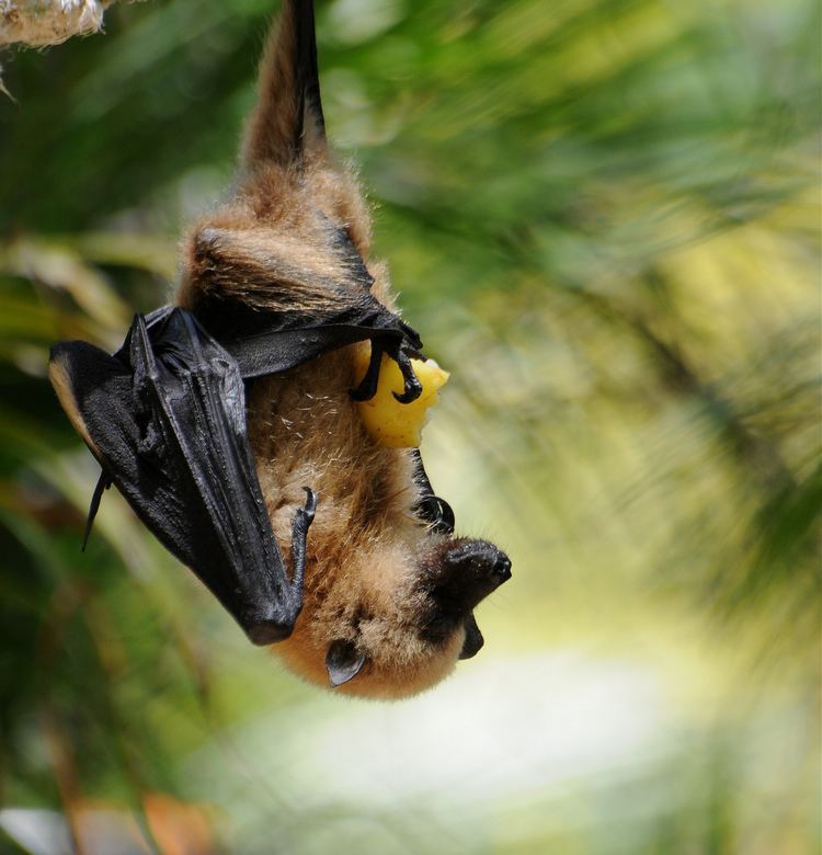 Mauritian flying fox Pteropus niger Roussette noire Mauritian flying fox 201012