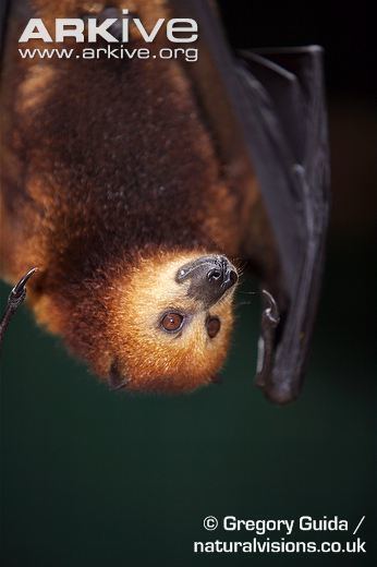 Mauritian flying fox Mauritian flying fox photo Pteropus niger G39883 ARKive