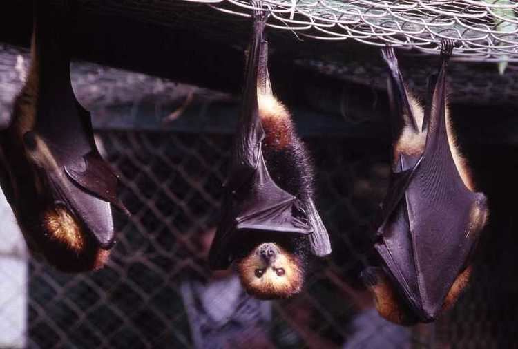 Mauritian flying fox Mauritian flying fox Wikipedia