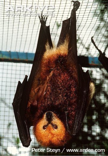 Mauritian flying fox Mauritian flying fox photo Pteropus niger G39254 ARKive