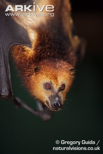 Mauritian flying fox cdn2arkiveorgmediaEBEB86B4F190024238BA8A8