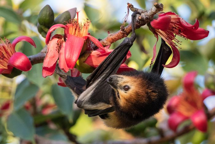 Mauritian flying fox 18 000 Mauritian flying foxes to cull or to treasure Africa