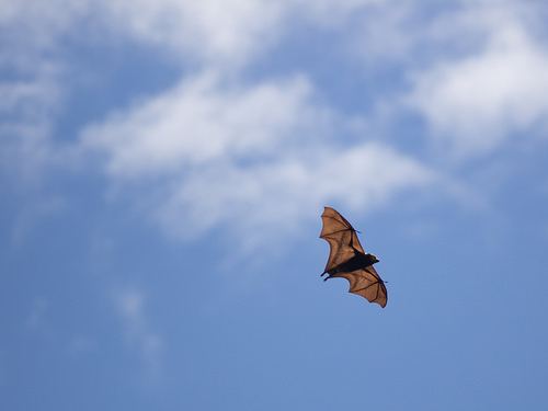 Mauritian flying fox Flickriver Most interesting photos tagged with mauritianflyingfox