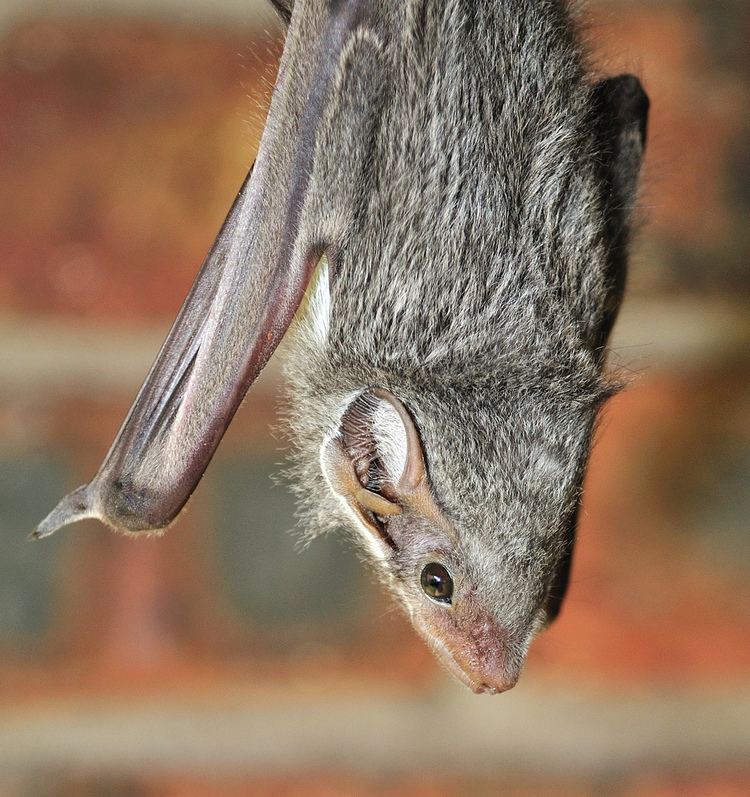 Mauritian tomb bat Mauritian Tomb Bat Pup Taken at Ngwenya Lodge south of Kru Flickr