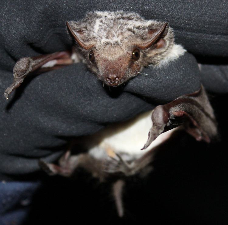 Mauritian tomb bat Mauritian Tomb Bat Thabaphaswa