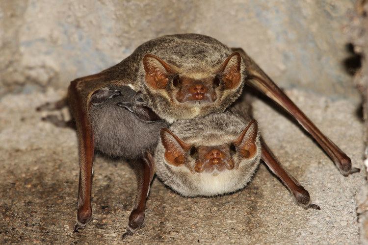 Mauritian tomb bat Taphozous mauritianus Mauritian Tomb Bat 28042014 Martin