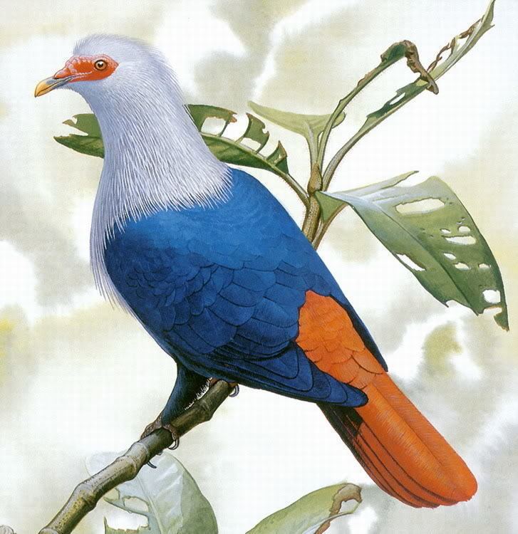 Mauritius blue pigeon Mauritius Blue Pigeon ferrebeekeeper