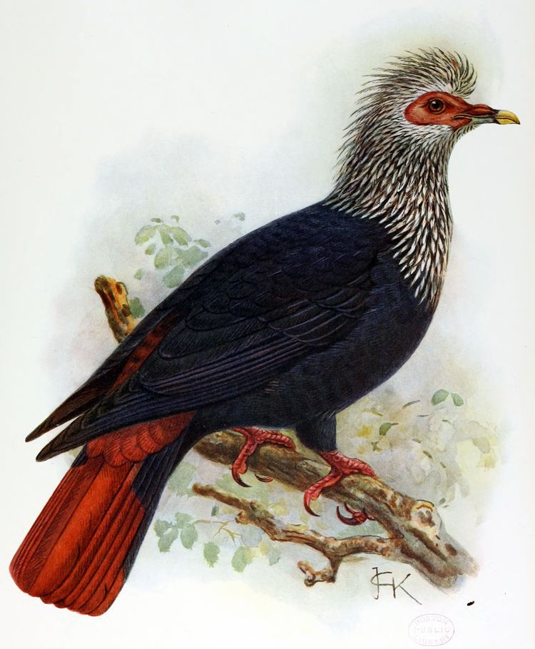 Mauritius blue pigeon httpsuploadwikimediaorgwikipediacommonsbb