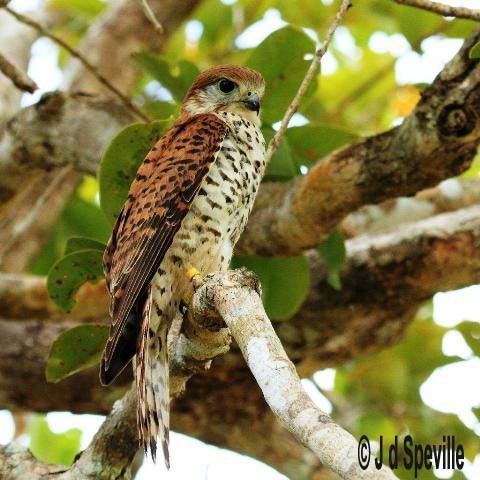 Mauritius kestrel Welcome to the Mauritian Wildlife Foundation MWF In The Field