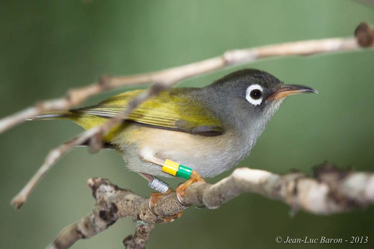 Mauritius olive white-eye Mauritius Olive Whiteeye Zosterops chloronothos Critic Flickr