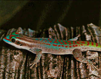Mauritius ornate day gecko wwwmauritiusencyclopediacomNatureFaunaReptile