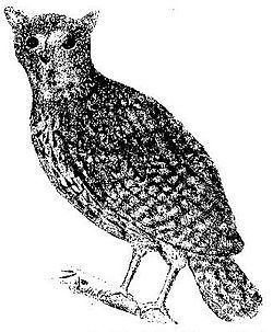 Mauritius owl httpsuploadwikimediaorgwikipediacommonsthu