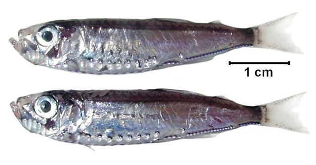 Maurolicus Fish Identification