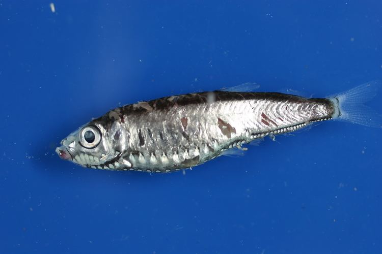 Maurolicus MarEco Mesopelagic fishes Maurolicus03