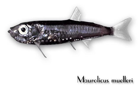 Maurolicus MAUROLICO