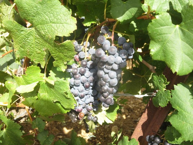 Mauzac (grape) Mauzac amarchinthevines