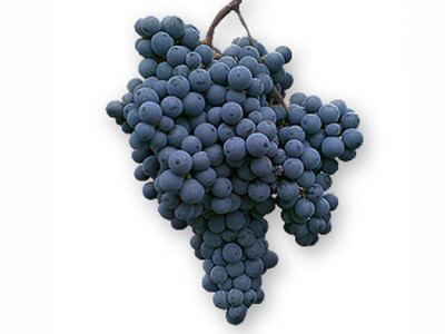 Mavrud Mavrud the Bulgarian grape variety from Western Thrace