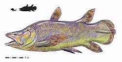 Mawsonia (fish) Mawsonia fish Wikipedia