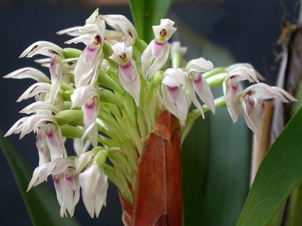 Maxillaria densa IOSPE PHOTOS