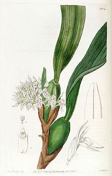 Maxillaria densa httpsuploadwikimediaorgwikipediacommonsthu