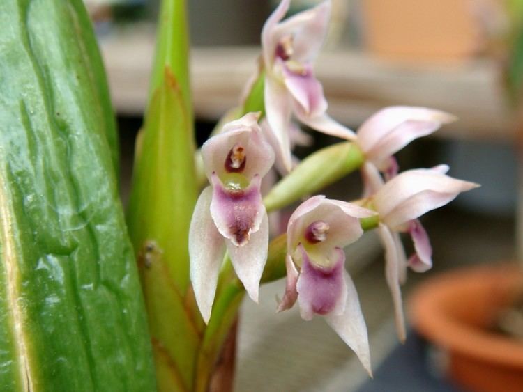 Maxillaria densa Maxillaria densa Lindley