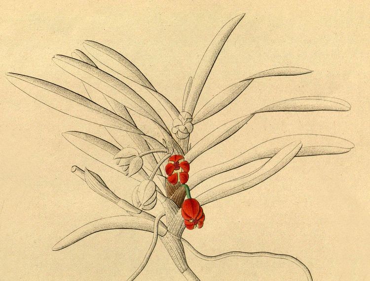 Maxillaria jenischiana