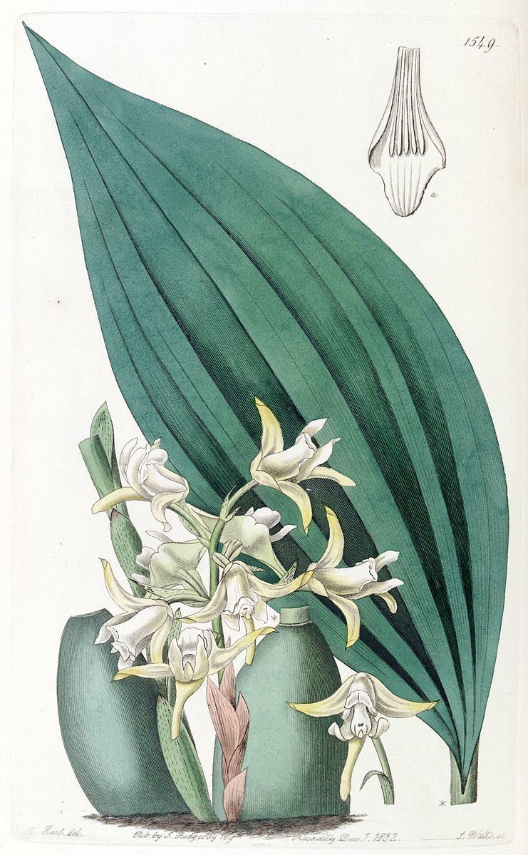 Maxillaria palmifolia