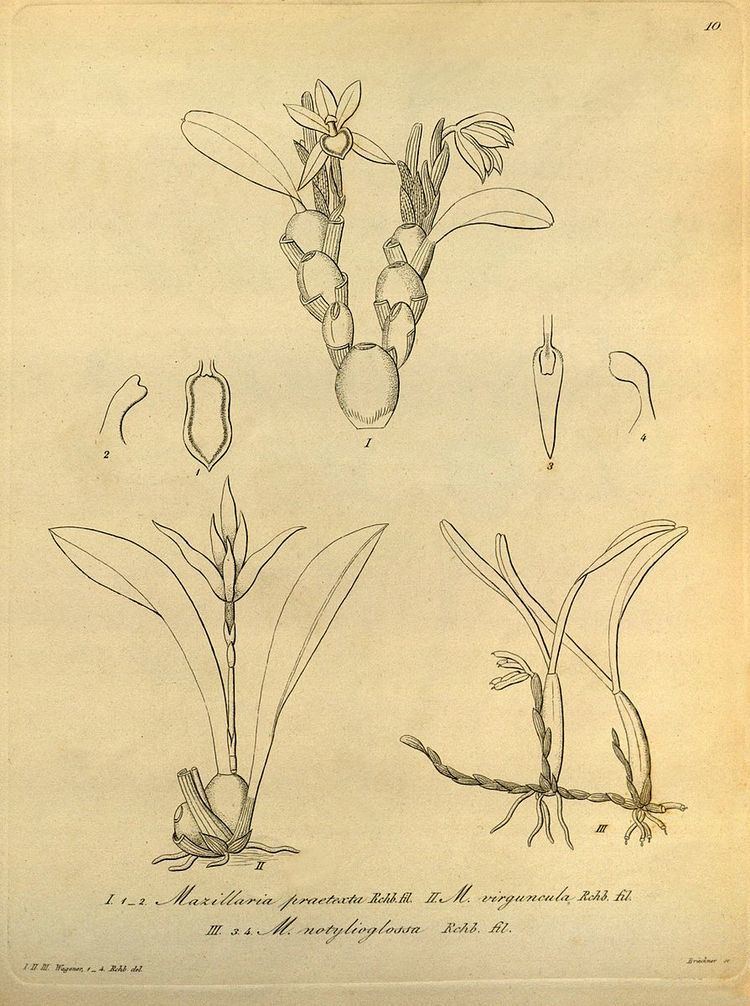 Maxillaria virguncula