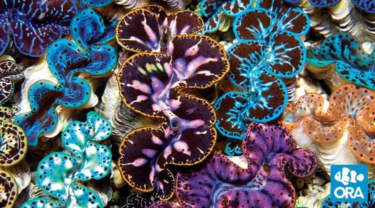 Maxima clam Maxima Clam Tridacna maxima ORA Oceans Reefs amp Aquariums