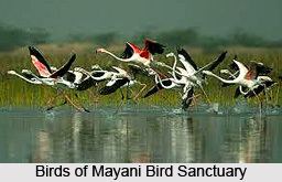 Mayani Bird Sanctuary Bird Sanctuary Vaduj Maharashtra