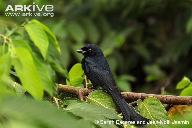 Mayotte drongo Mayotte drongo videos photos and facts Dicrurus waldenii ARKive