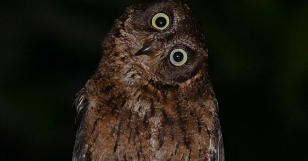 Mayotte scops owl Mayotte Scops Owl Otus mayottensis Picture 3 of 3 The Owl Pages