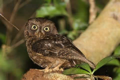 Mayotte scops owl More on Otus mayottensis Mayotte scops owl