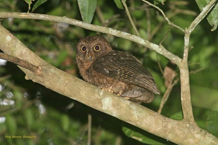 Mayotte scops owl Mayotte Scopsowl Otus mayottensis videos photos and sound