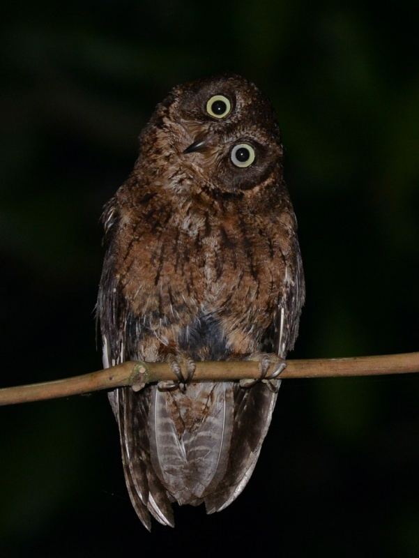 Mayotte scops owl Mayotte Scops Owl Otus mayottensis Picture 3 of 3 The Owl Pages
