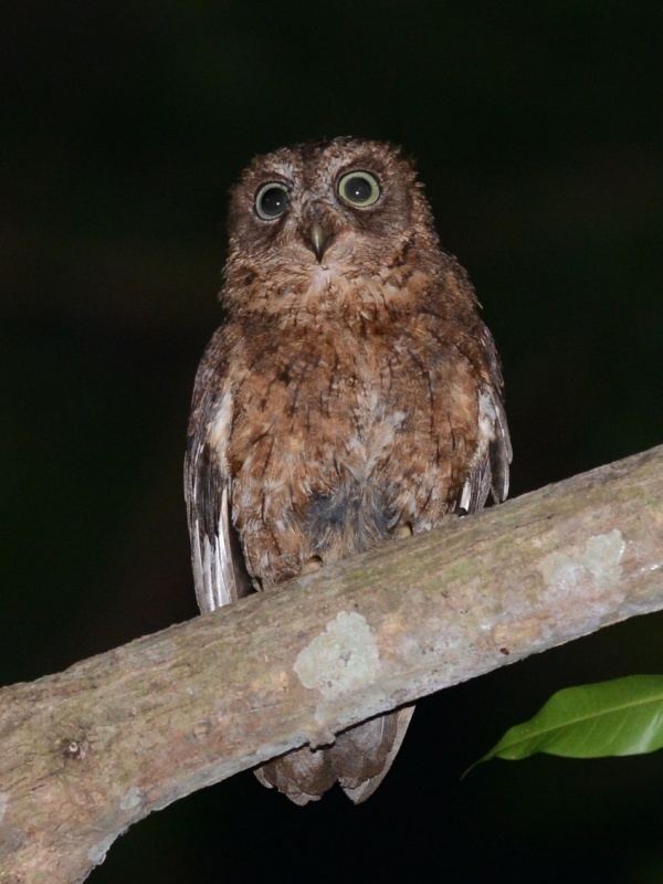 Mayotte scops owl Mayotte Scops Owl Otus mayottensis Picture 1 of 3 The Owl Pages