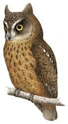 Mayotte scops owl wwwhbwcomsitesdefaultfilesstyleslargeapub