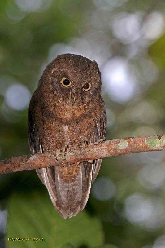 Mayotte scops owl Mayotte Scopsowl Otus mayottensis videos photos and sound