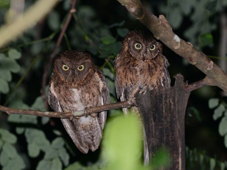 Mayotte scops owl Mayotte Scops Owls Otus mayottensis Picture 2 of 3 The Owl Pages