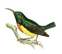 Mayotte sunbird httpsuploadwikimediaorgwikipediacommonsthu
